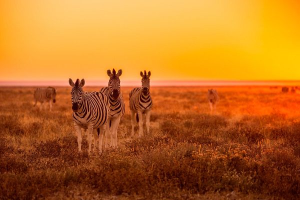 Namibias H Jdepunkter Safari Og Natur