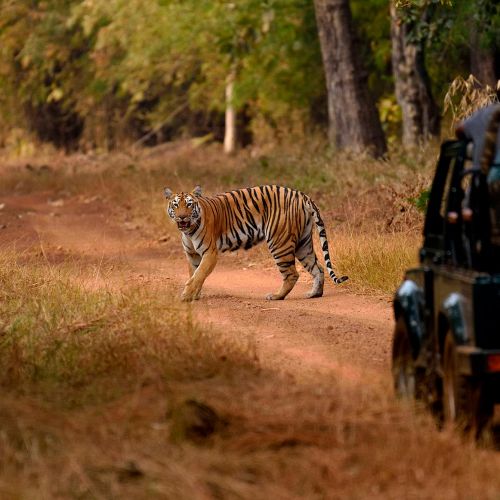 tiger den safari