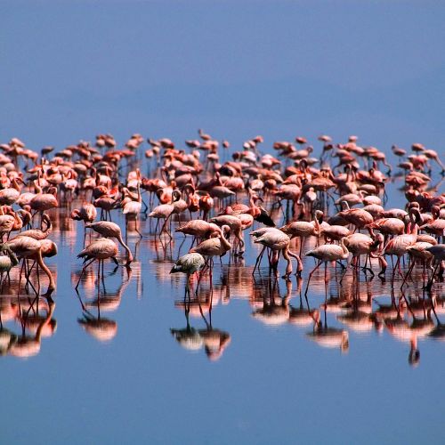 lake natron safari