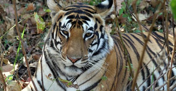 tiger den safari